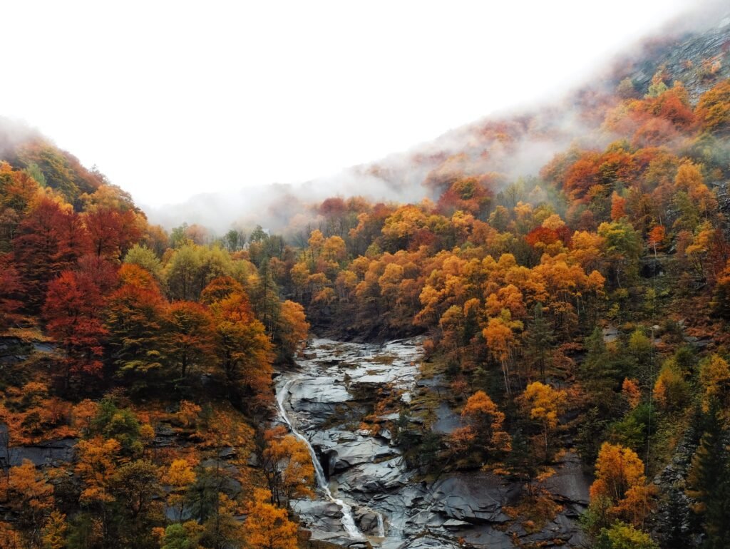 Forêt Suisse aux couleurs de l'automne. Photo de Johan Richomme.